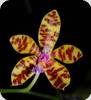 Phal. mariae x fasciata